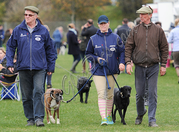 Zara Phillips in blue MUSTO jacket and two males walking with boxer and labrador