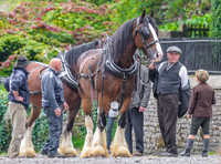 scenic shot with dray horses