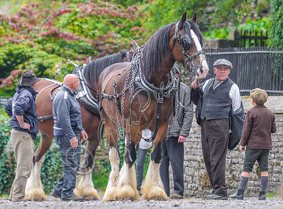 scenic shot with dray horses