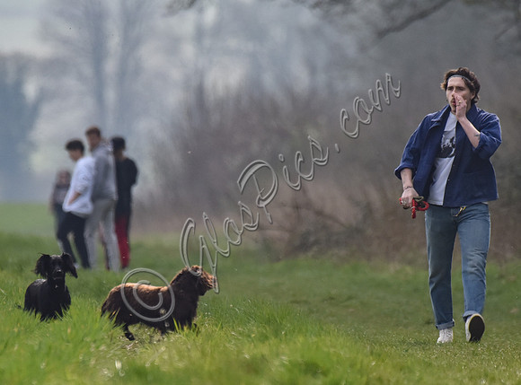 Brooklyn Beckham, casual with dogs