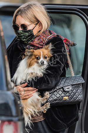 Kate Moss carrying long haired chihuahua, "Stanley"