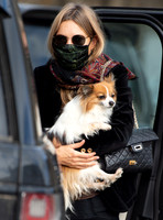 Kate Moss carrying long haired chihuahua, "Stanley"