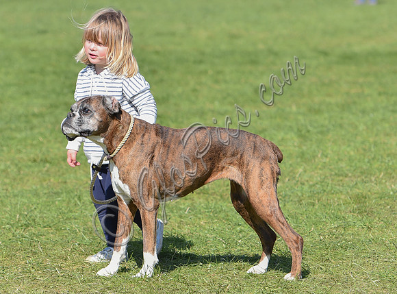 Mia Tindall with boxer dog Spey
