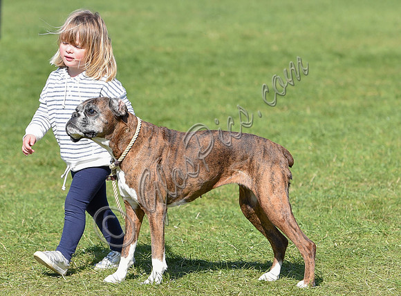 Mia Tindall with boxer dog Spey