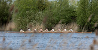 Filming "The Boys In The Boat" on location near Swindon, Wiltshire