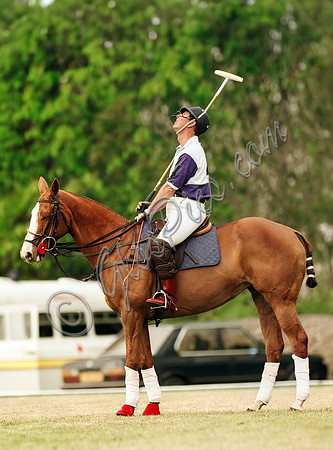 Prince Charles in Cirencester Park colours on polo pony