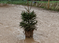 DIDDLY SQUELCH - 18th December, 2021