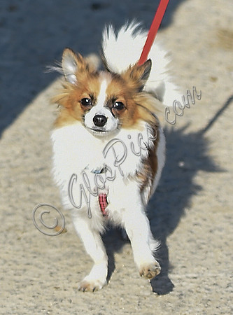 celebrity pooches