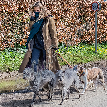 Kate Moss dog walking