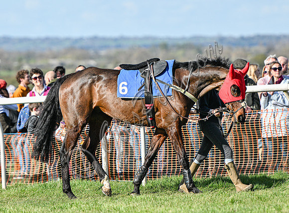 Race Horse "Lift Me Up"